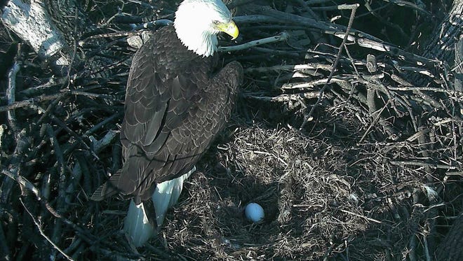 This image from video, provided by the American Eagle Foundation, taken Feb. 20, 2017, shows an eagle egg in a nest at the National Arboretum in Washington, D.C. The American Eagle Foundation says the new egg will be called DC4 and will hatch in about 35 days. A second egg was laid Thursday, Feb. 23, 2017, and is called DC5.
