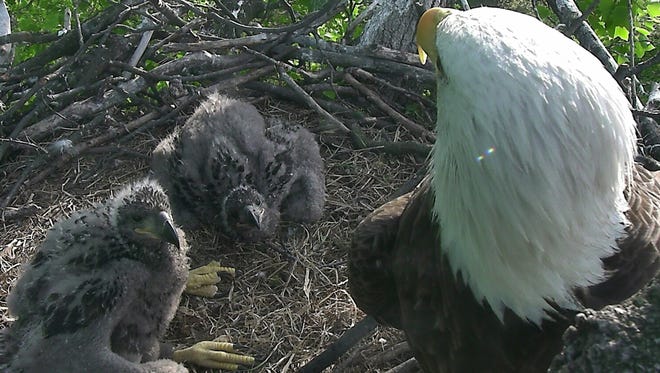 One of a pair of eaglets' parents, Mr. President and The First Lady, watches over them in April 2016 as the other hunts for food for the growing chicks.
