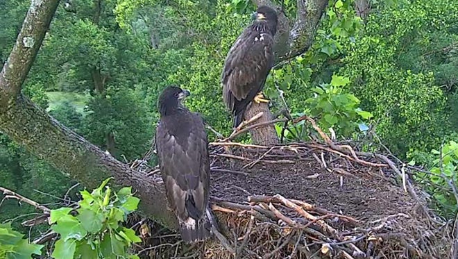Juvenile eagles Freedom, a female, and Liberty, a male, are about 11 weeks old in this June 2, 2016, photo and will be leaving their parents' nest at the National Arboretum in the District of  Columbia in less than a week.