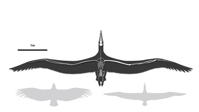 A drawing of the world's largest-ever flying bird, Pelagornis sandersi, shows its size next to a California condor, bottom left, and a Royal albatross, bottom right. The giant bird's skeleton was discovered in 1983 near Charleston, but its first formal description was released July 7 by the Proceedings of the National Academy of Sciences.