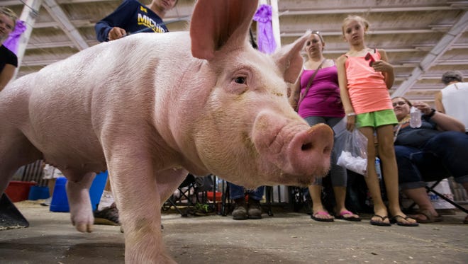 Calvin Marks walks his pig Parsley through spectators in the swine barn Tuesday at Wisconsin State Fair Park in West Allis. According to State Fair Park board chair John Yingling, the barn needs to be updated so animals do not have to be walked through the crowd. Marks is from Watertown.