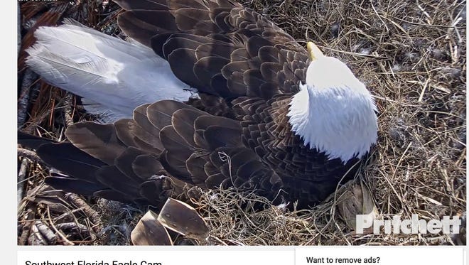 Southwest Florida’s most beloved pair of bald eagles is expecting, and the births — expected between Christmas and New Year’s Day — can be watched live on camera.