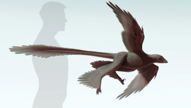 An illustration of the new raptorial dinosaur, Changyuraptor yang.