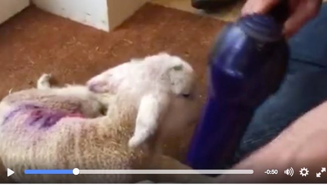 Ed Dee saved a lamb's life after it fell into it's mother's water trough.