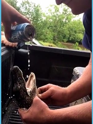 A beer is poured down the throat of a young alligator in South Carolina. Two men have been charged with harassment of wildlife in the incident.