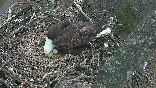 The First Lady laid her first bald eagle egg Feb. 10, 2016, in her nest at the National Arboretum in the District of Columbia, and the second was laid four days later on Valentine's Day. Here she adjusts the eggs in early March.