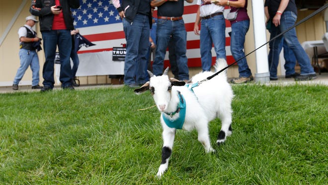 A pet goat roams the grass Saturday, Aug. 27, 2016, as riders get ready to head out for the second annual Roast and Ride in Des Moines.