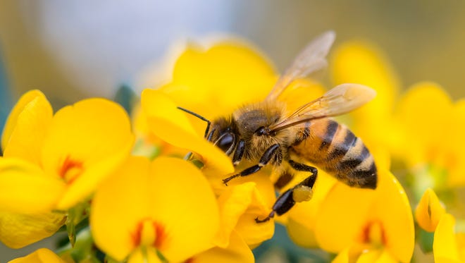 People can do small things at home to help honeybees.