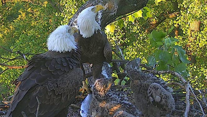 Fans of the DC Eagle Cam dubbed National Arboretum eaglets DC2 and DC3, at an awkward phase as they mature in late April 2016, Freedom and Liberty.
