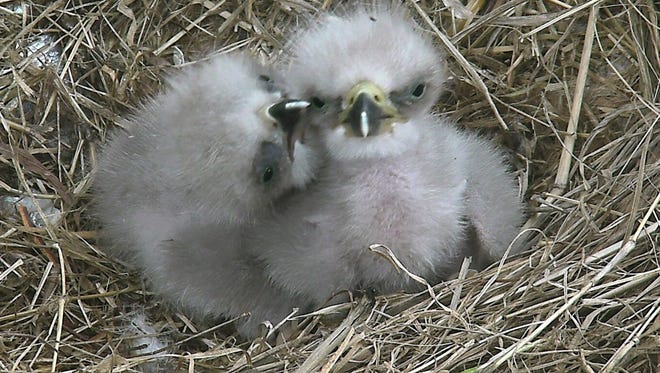 DC2, later named Freedom, hatched March 18, 2016, and DC3, shown as a newborn who grew up to be Liberty, hatched two days later in a bald eagles' nest at the National Arboretum in the District of Columbia.