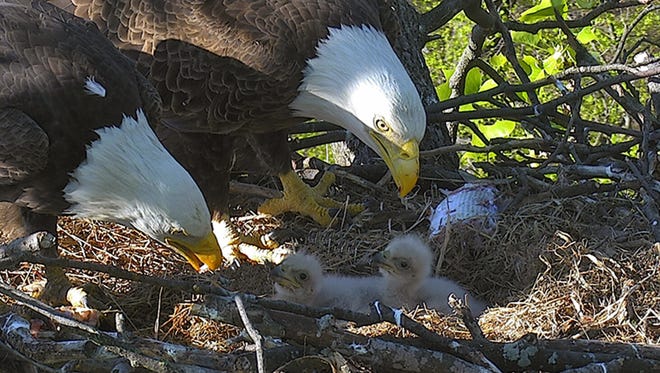 Eaglets initially identified as DC2 and DC3 ultimately were named Freedom and Liberty on April 26, 2016, after a Twitter and Instagram contest.