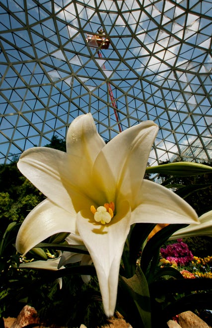 A large Easter lily basks in the sunlight at the Mitchell Park Domes in March, 2008.